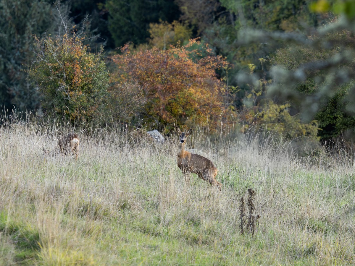 13102025-13 10 25 (5).jpg